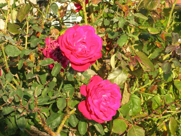 Елена Курулюк