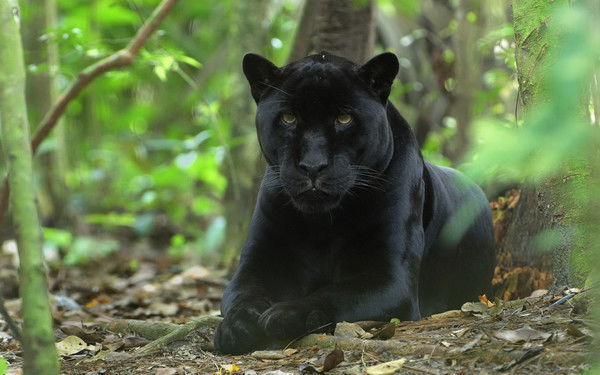 Наталья Туленкова