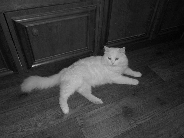 Вероника Гардер