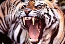 Аюп Исрапилов