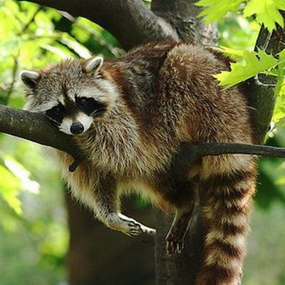 Софья Мурашко