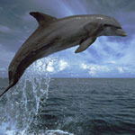 Елена Завадская