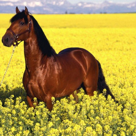 Дмитрий Крутой