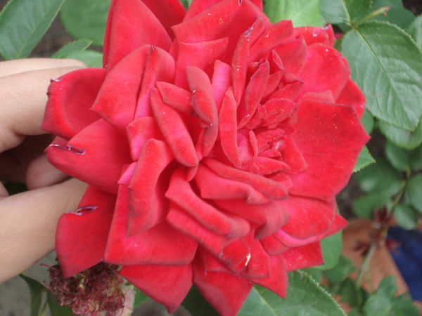 Асия Дюсенова