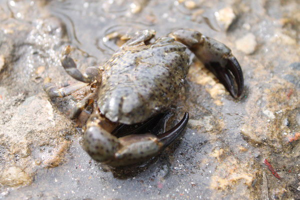 Александр Новосёлов