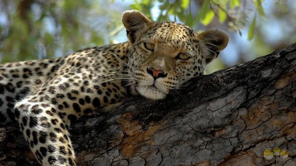 Анжелика Панова