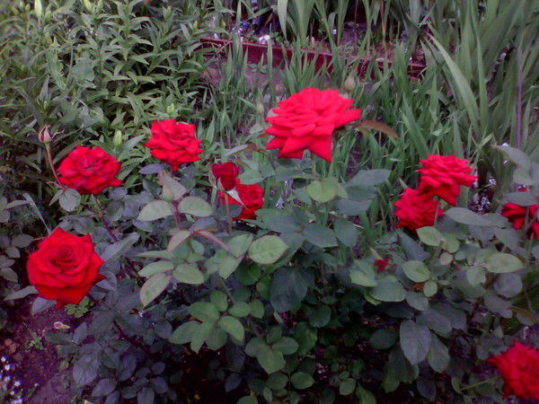 Диана Боклаженко