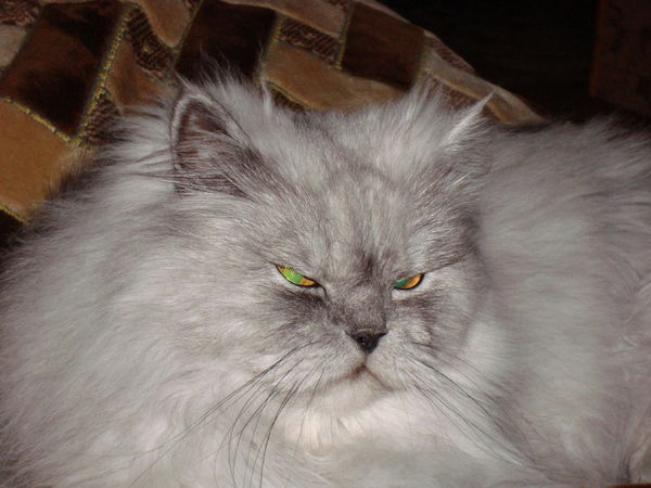 Анна Караджаева