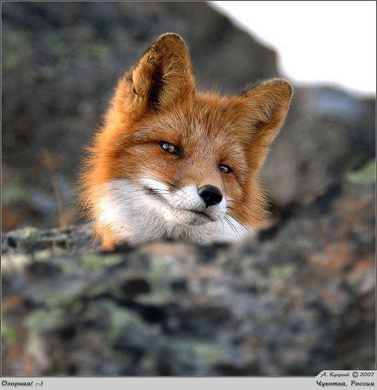 Алёна Шараева