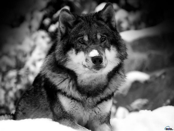 Михаил Сёмин