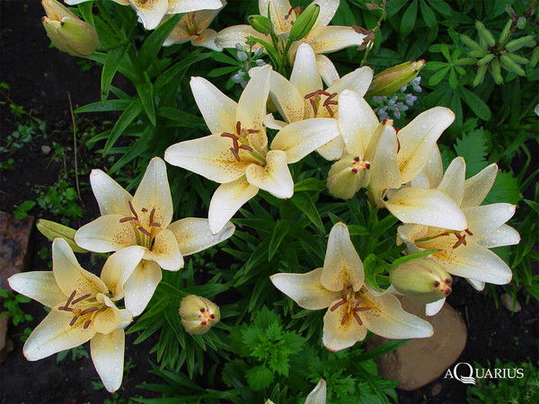 Елена Глушко