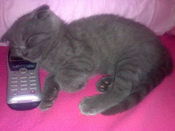 Александр Кошкин