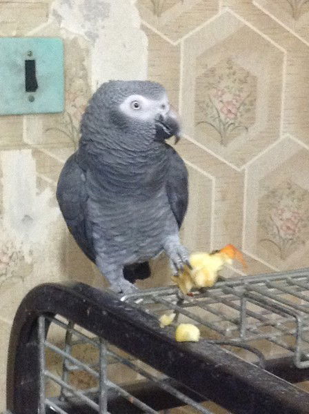 Дмитрий Немченков