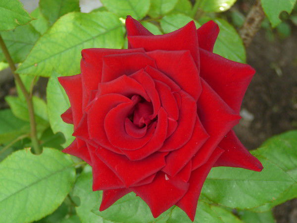 Наталья Романова