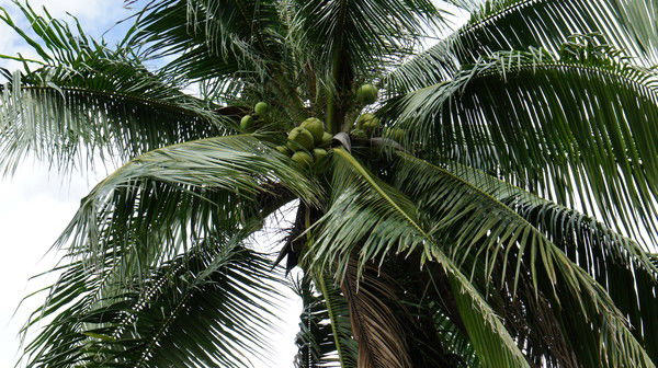 Алина Малахова