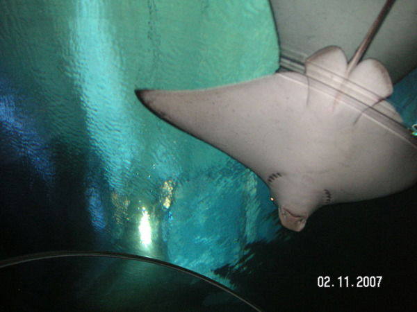 Дмитрий Акинфиев