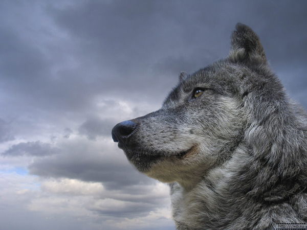 Максим Горшков