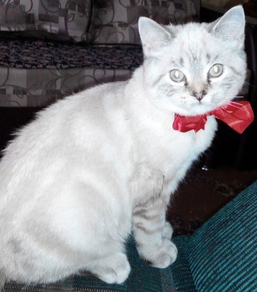 Татьяна Колосова