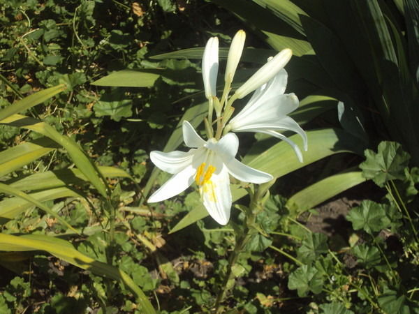 Липичюля @@@