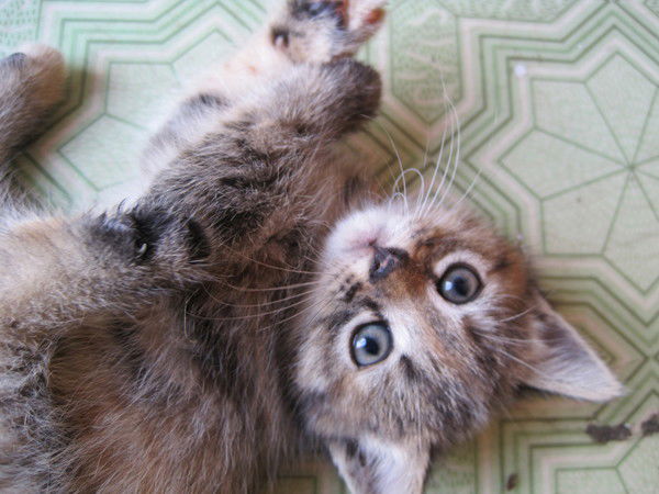 Ольга Галкина