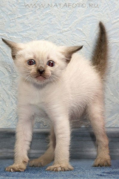 Сусана Киршанкова