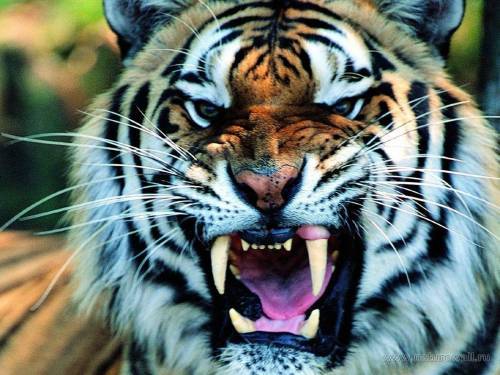 Евгений Золотов