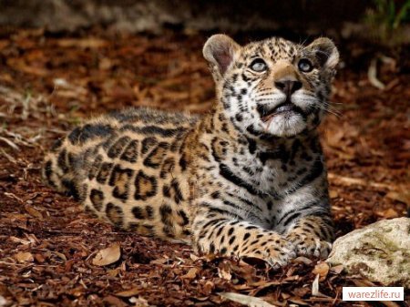 Света Васильева