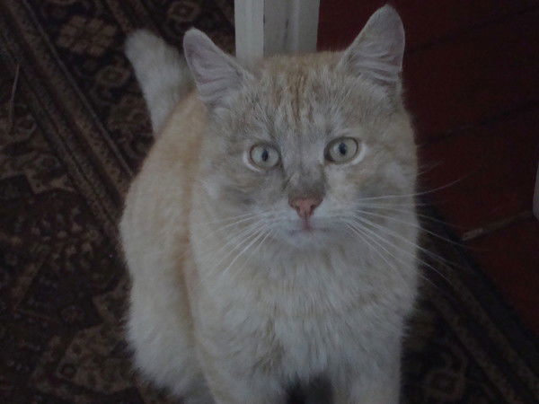 Андрей Духанин