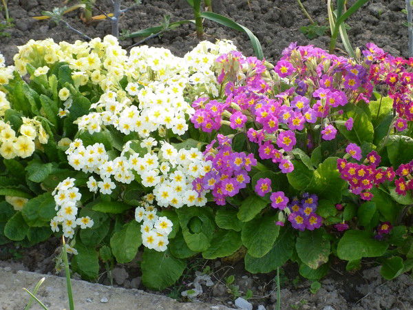 Любовь Трофимова