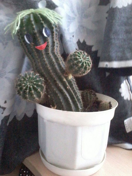 Кактус Vs Viktori