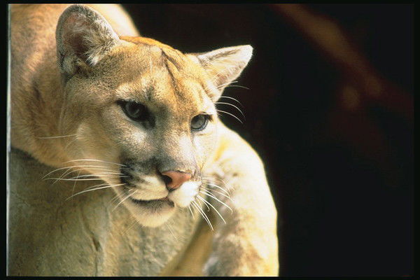 Татьяна Краевская