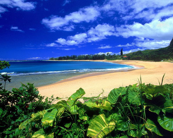 Николай Чемыртан