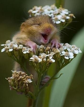 Лариса Скрипникова