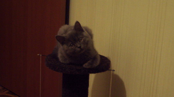 Влад Ростун