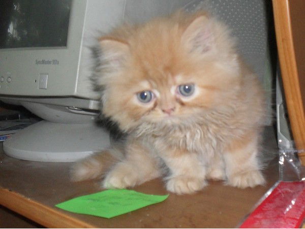 Александр Рыбаков