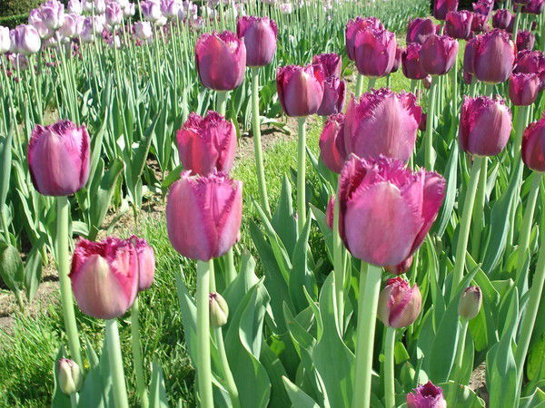 Нина Сафронова