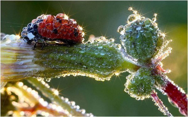 Анастасия Лаптева