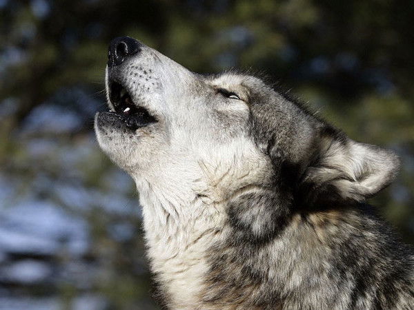 Андрей Шихорин