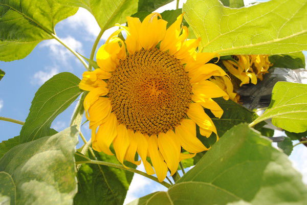 Елена Николаевна