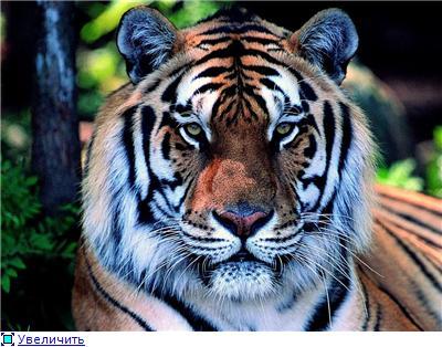 Владимир Бедрик