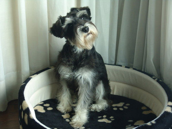 Виктория Голубова