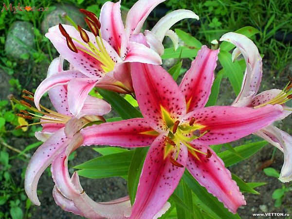 Ольга Насонова