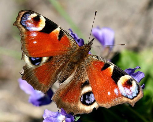 Софья Мадерова