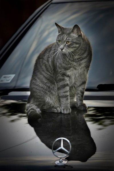 Геннадий Шабашкин