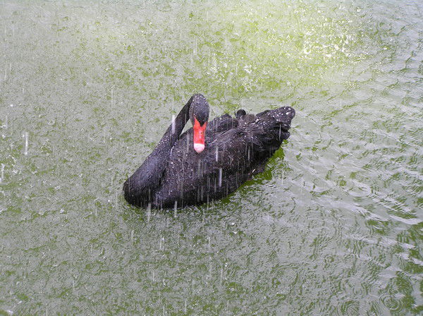 Светлана Самаркина