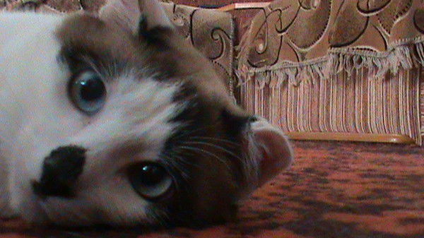 Людмила Жильцова