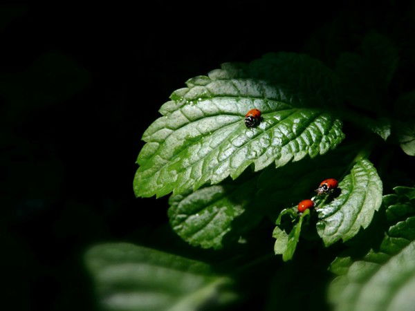 Ирина Тулупова