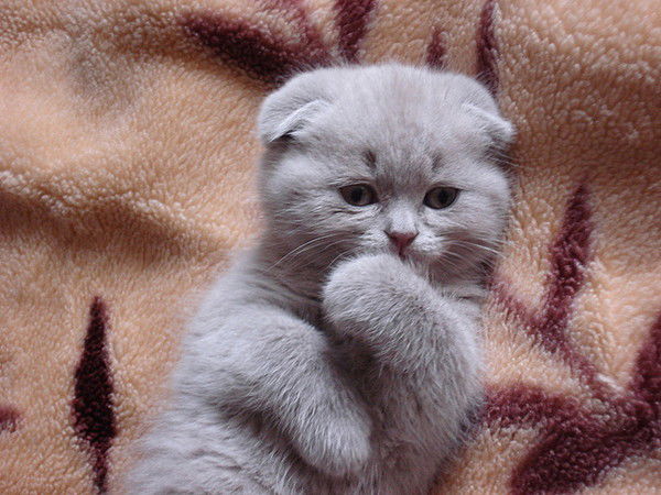 Марина Просвирина