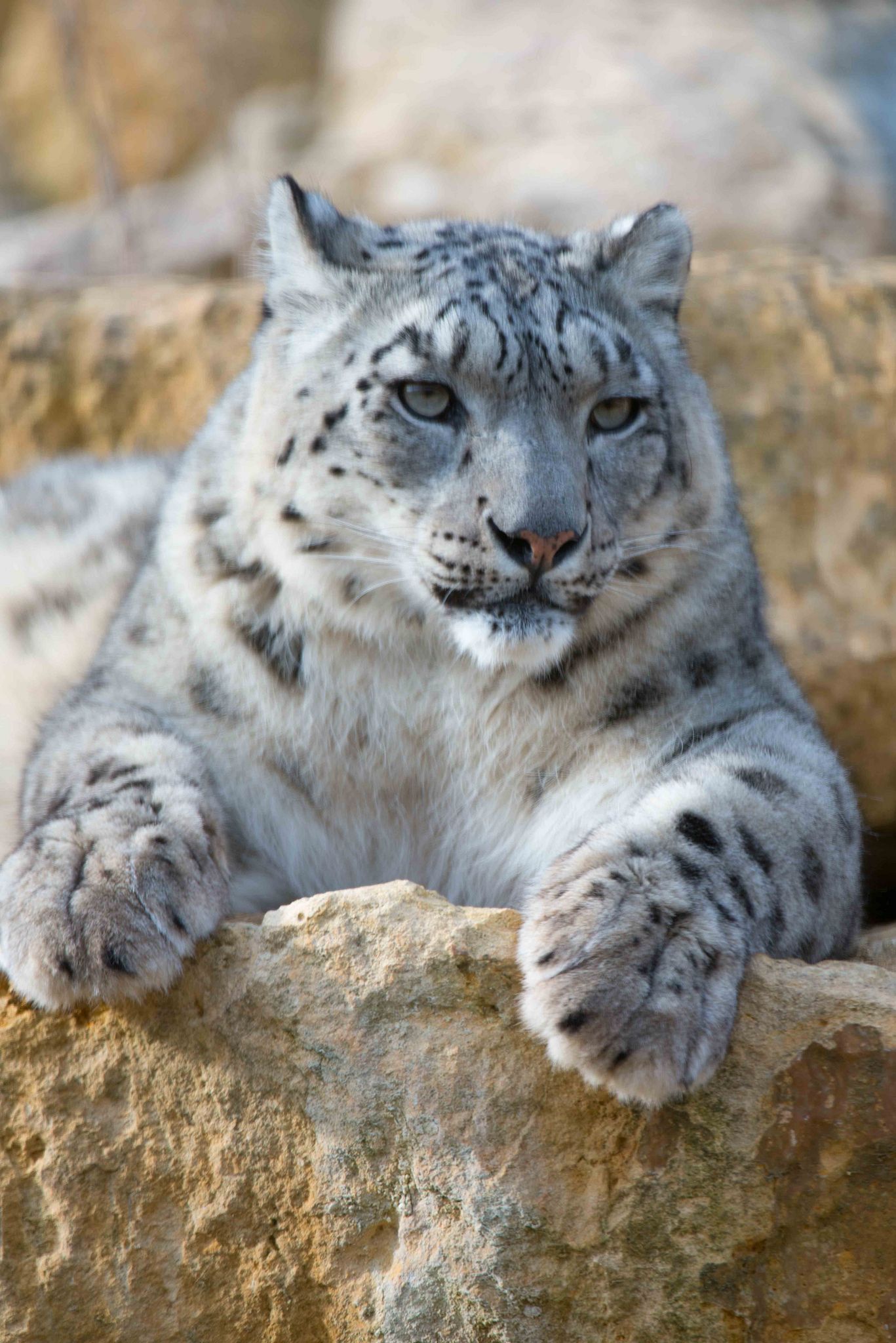 Кошачьи снежный барс. Снежный барс (ирбис, снежный леопард). Снежный барс ирбис леопард. Кошачьи снежный барс. Снежный барс.