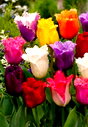 🖼